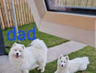 Samoyed Puppys