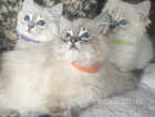 Beautiful Pedigree GCCF Registered Ragdoll Kittens.