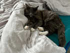 Lost Grey Long Hair Cat