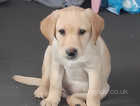 Kc reg dna tested female puppy