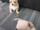 Chihuahua pups for sale