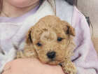 Stunning Toy Poodle Puppies