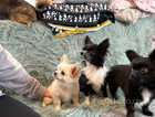 2 long haired chihuahua puppies , born 19/01/2024, males