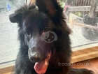 Black German shepherd puppy 8 months old female