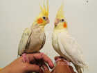 Tamed/Untame Gorgeous Cockatiels/Budgie for Sale