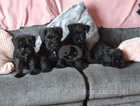 Black miniature schanzers pups