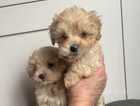 3 Gorgeous lhasapoo pups