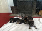 Gorgeous kc registered MS puppies