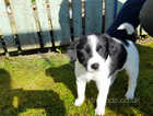 Collie X Puppies looking for a good home