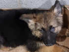 A ten week old German Shepherd puppy