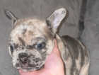FRENCH BULL DOG FOR SALE