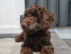 Gorgeous F1b chocolate cockapoo puppy fully health tested