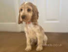 Kc registered orange roan show cocker spaniel puppy one boy left fully vaccinated ready to leave