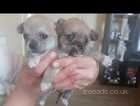 3 beautiful puppies to rehome