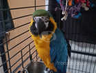 Young Male Blue & Gold Macaw hand reared & talking