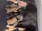 French bulldog puppies for sale £800