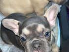 5 stunning KC registered french bull dog pups looking their forever home.