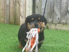 Ready To Leave Rottweiler Pups 2 Boys 1 Girl