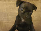 For sale black male pug puppy