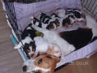Astonishing Beagle puppies