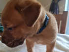 Dogue de bordeaux cross Bull lurcher puppies