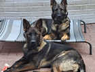 3 bold black kc registered working line puppies