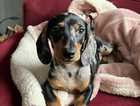 Beautiful miniature dachshund pup