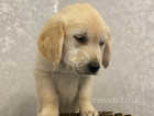 KC Reg Chunky Golden Retriever Pups