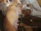 2 beautiful mixed breed puppies available