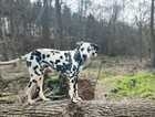 8 month old male Dalmatian