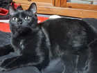 Missing kitten