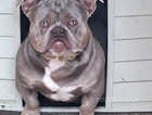 Rehoming fee 13 months old American pocket bully £550  ono