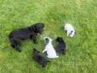 Patterdale pups for sale