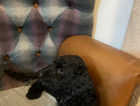 F2 15 week puppies