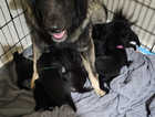GSD puppies REDUCED PRICE, ready now