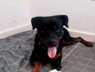 year old American Rottweiler trained and good with kids