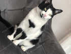 Missing Cat