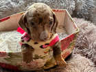 Beautiful miniature English dachshund puppies