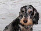 KC REGISTERED WIRE HAIR DACHSHUNDS READY TO GO
