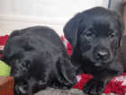 Adorable Lab Roti Puppies Looking for Forever Homes!