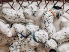 9 Beautiful KC registered Dalmatian Puppies