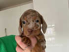 Miniature dacshund puppies one boy left