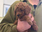 Kc red toy poodle