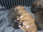 PATTERDALE X STAFFORDSHIRE BULL TERRIER PUPPIES