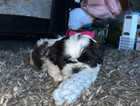 Shitzue puppies for sale