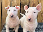 OUTSTANDING ENGLISH BULL TERRIERS READY NOW LAST FEMALE