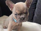 KC reg , lilac & tan fluffy frenchies for sale.
