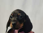 KC pra clear minature dachshund puppies. 1 male remaining