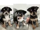 Chihuahua puppies - born 25/03/ 2024