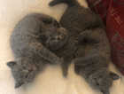 GCCF Quality ,BSH Pedigree,British Shorthair kittens